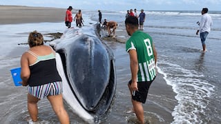 Ballena varada en Arequipa: pobladores de Islay se esfuerzan por salvarla (VIDEO)