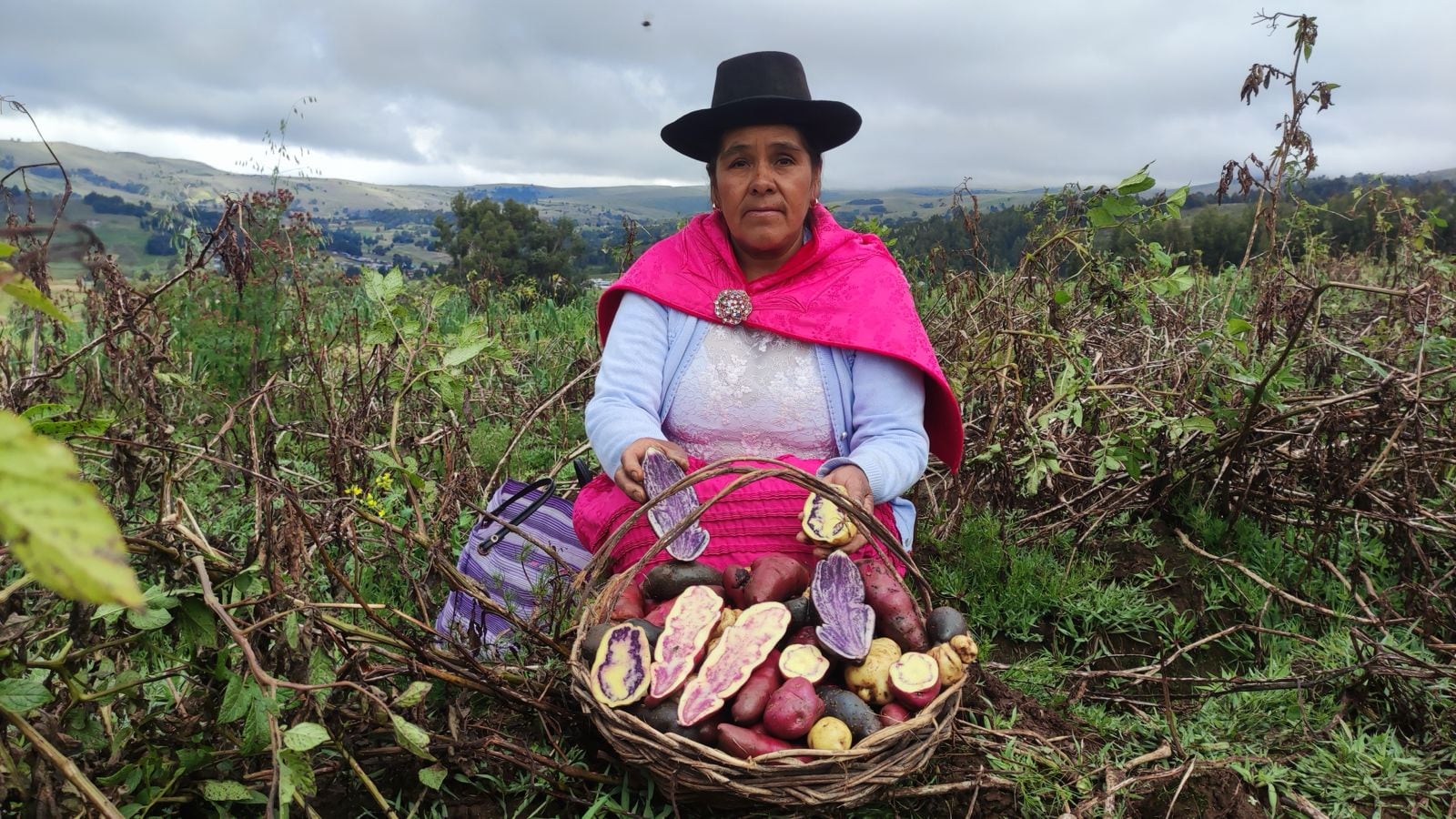 En el Día Internacional de la Papa, se celebra no solo la riqueza nutricional y cultural de este tubérculo milenario, sino también el trabajo de las comunidades altoandinas que preservan su diversidad y tradición agrícola.