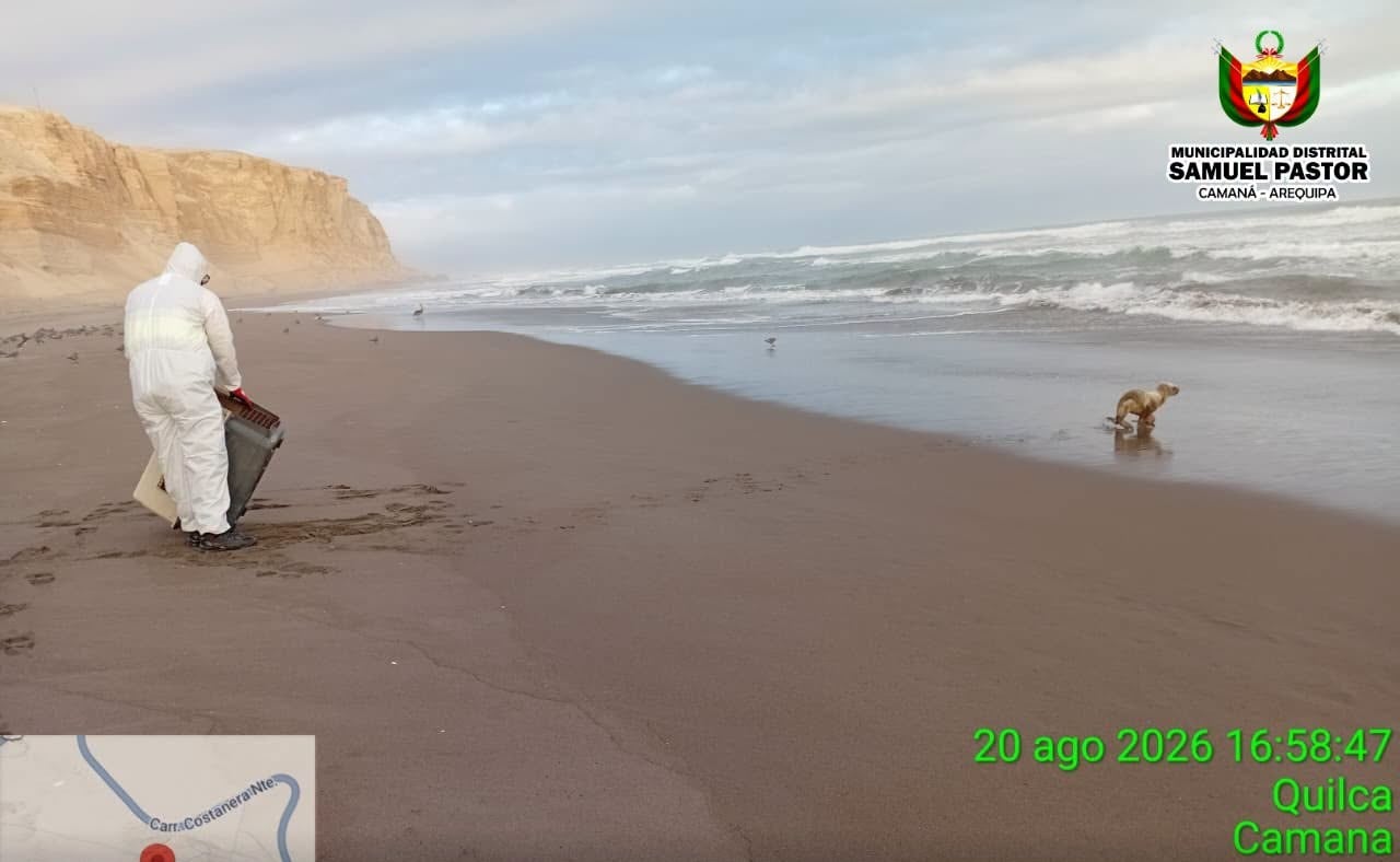 Lobo Marino fue devuelto a su hábitat en Camaná (Foto: Municipalidad de Samuel Pastor)