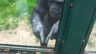 Chimpancé pide a visitante que lo libere del zoológico