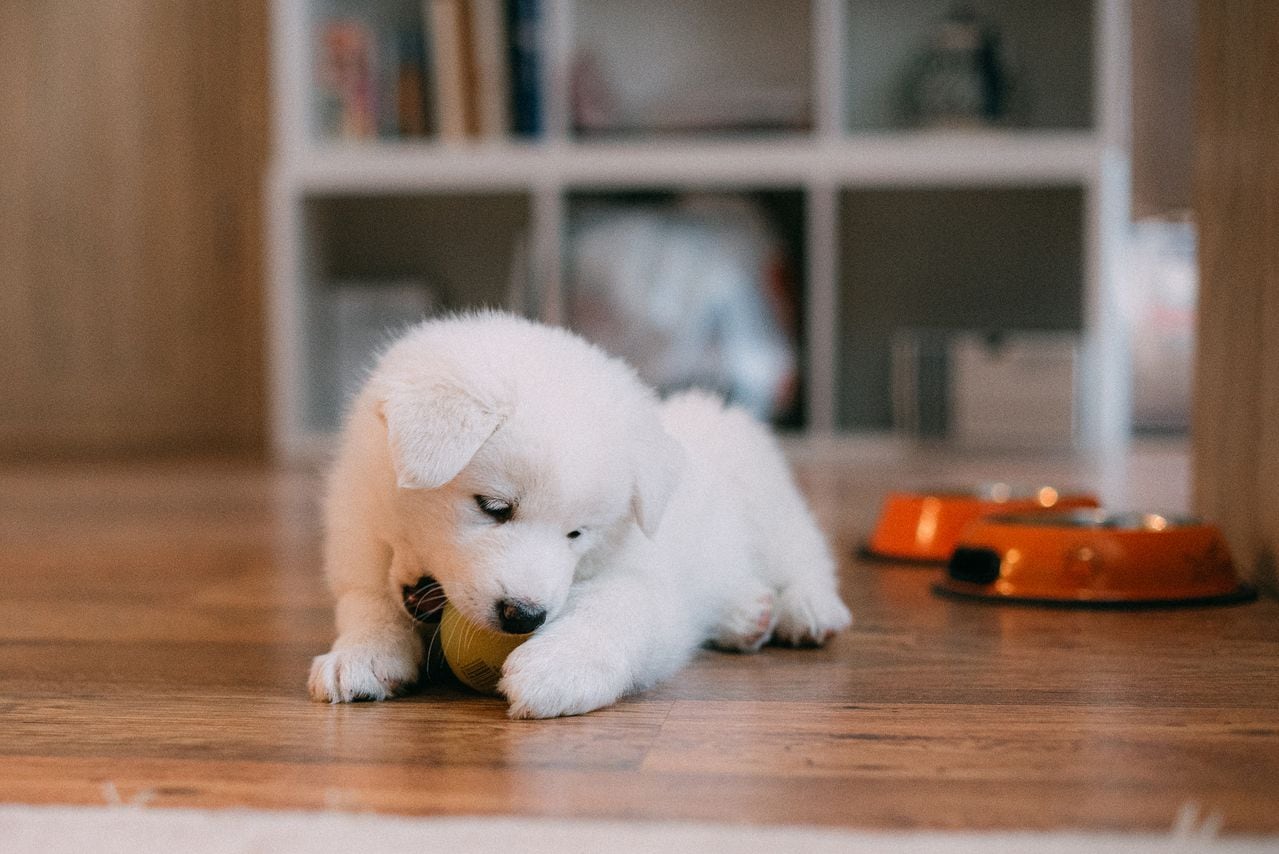 Expertos advierten que una alimentación inadecuada durante el crecimiento puede afectar el desarrollo físico, cognitivo e inmunológico de los perros. Además, recuerdan que los cachorros tienen necesidades nutricionales específicas según su edad y tamaño.