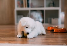 Cinco mitos y verdades sobre la alimentación de los cachorros: claves para un crecimiento saludable
