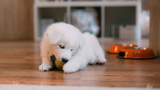 Cinco mitos y verdades sobre la alimentación de los cachorros: claves para un crecimiento saludable