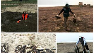 Investigan a dos pescadores por matanza de 20 pinguinos en el litoral