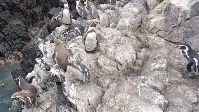 Piura: Captan nido con polluelos de pingüinos Humboldt en la Reserva Nacional de Illescas (VIDEO)
