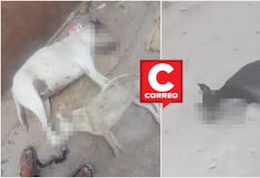 Ica: indignación en Salas Guadalupe por envenenamiento masivo de perros