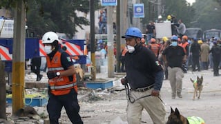 Terremoto en Venezuela: ¿cómo se entrena un perro para encontrar personas bajo los escombros?