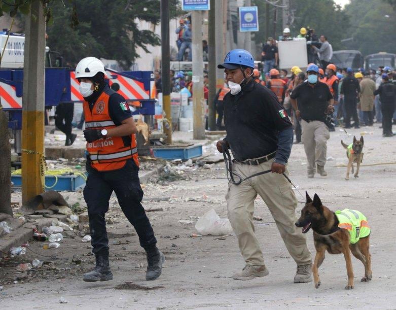 Especialistas explican cuáles son las cualidades, el método de entrenamiento y los requisitos que deben cumplir estos animales para participar en misiones de búsqueda y rescate. (Foto referencia: EFE)