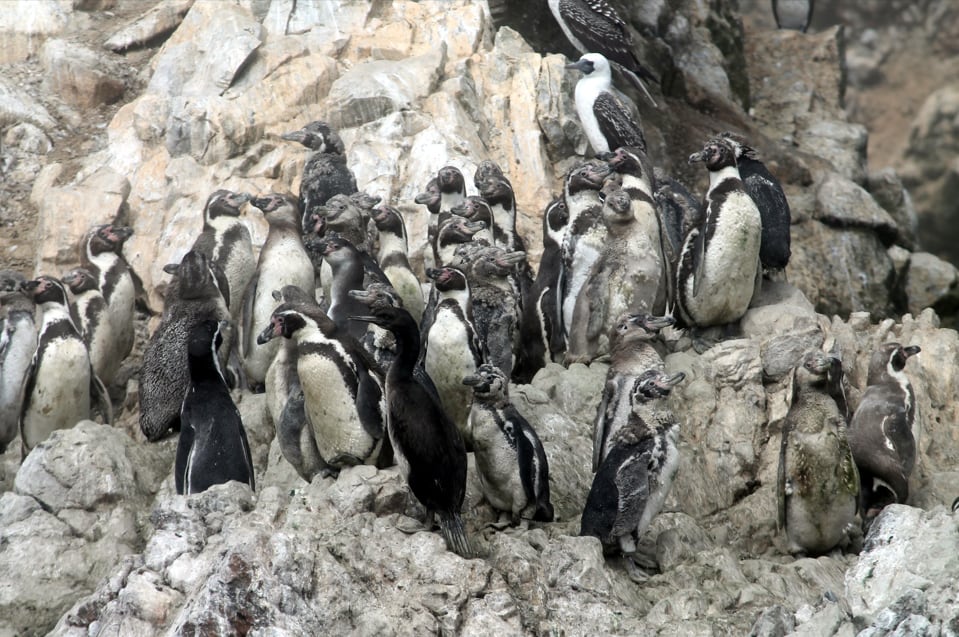 Pisco: inician censo nacional del pingüino de Humboldt a lo largo de la costa peruana