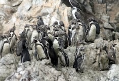 Pisco: inician censo nacional del pingüino de Humboldt a lo largo de la costa peruana