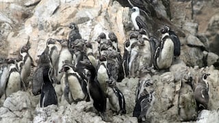 Pisco: inician censo nacional del pingüino de Humboldt a lo largo de la costa peruana