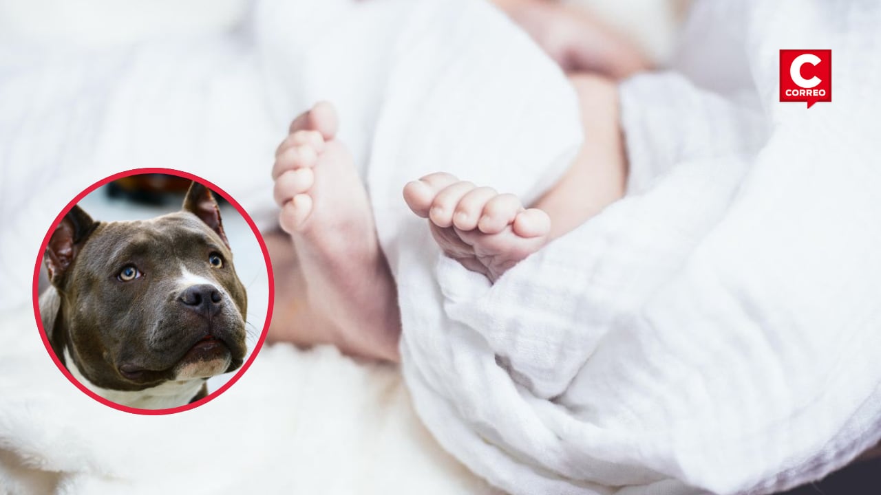 La menor fue trasladada de emergencia al hospital de San Juan de Lurigancho, donde se confirmó su fallecimiento. La Depincri investiga cuántos perros participaron en el ataque. (Composición Diario Correo | Imágenes referenciales)