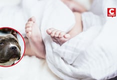 Bebé de 11 meses muere tras ataque de perros pitbull en vivienda de San Juan de Lurigancho