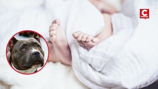 Bebé de 11 meses muere tras ataque de perros pitbull en vivienda de San Juan de Lurigancho