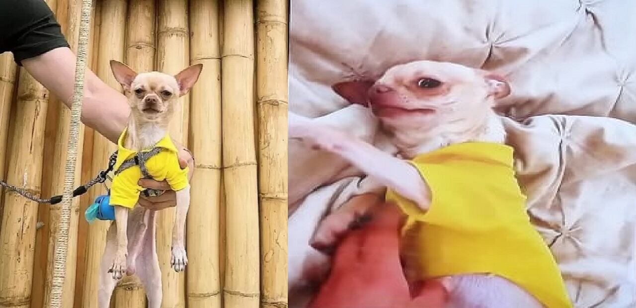 Campaña para que regresen a "Marianito"