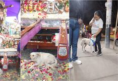 Ica: perrita perdida se puso debajo del anda del Señor de Luren y su familia la encuentra