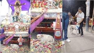 Ica: perrita perdida se puso debajo del anda del Señor de Luren y su familia la encuentra