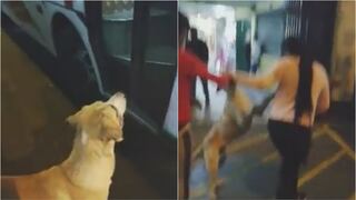La Victoria: mujer abandona a su perro en plena carretera y vecinos graban el cruel acto (VIDEO)