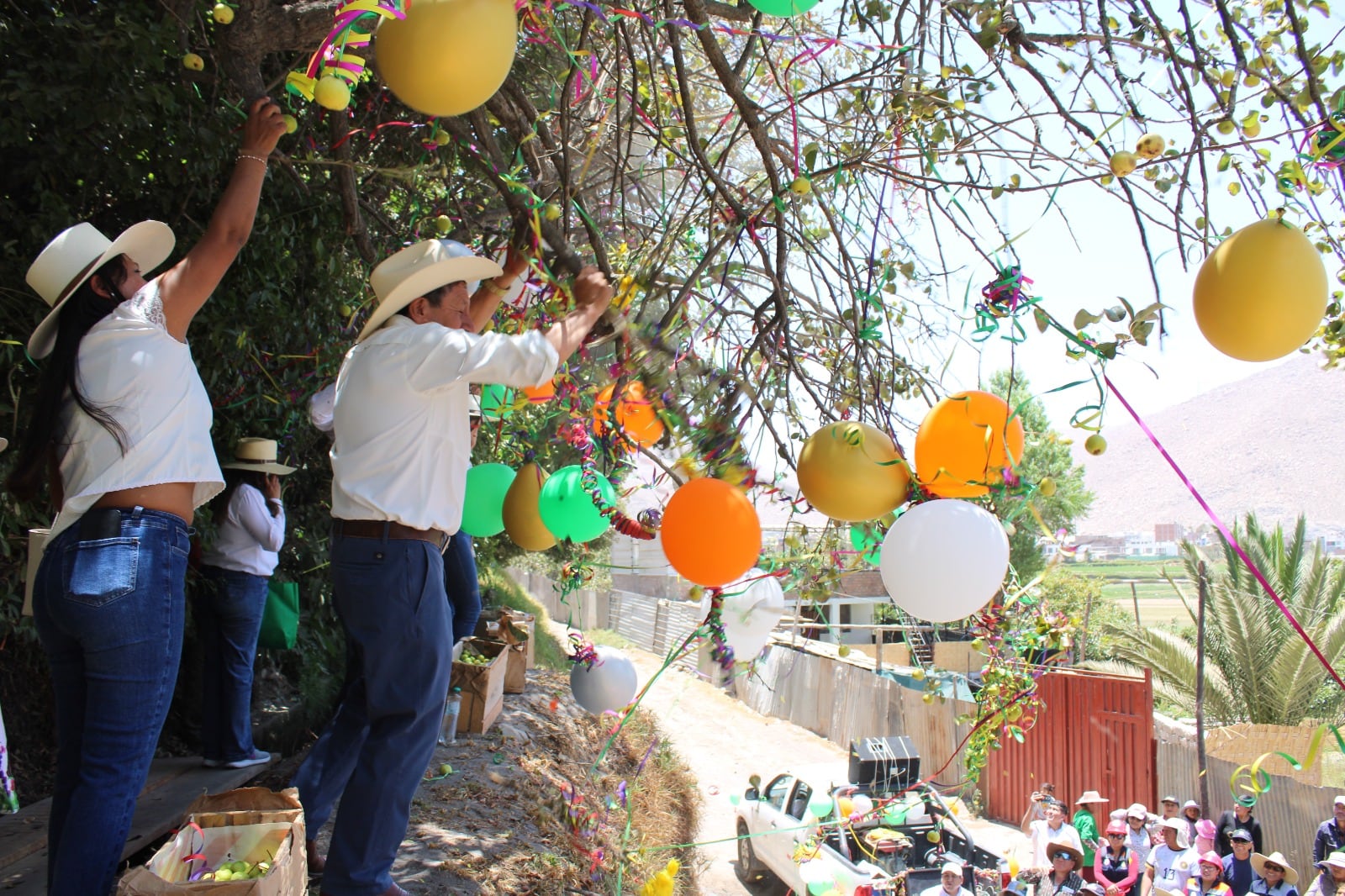 Sacudida de perales en el distrito de Tiabaya. Foto: M. Tiabaya.