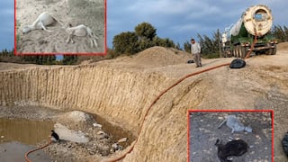 Lambayeque: alertan contaminación ambiental en Olmos tras la muerte de más de 50 animales