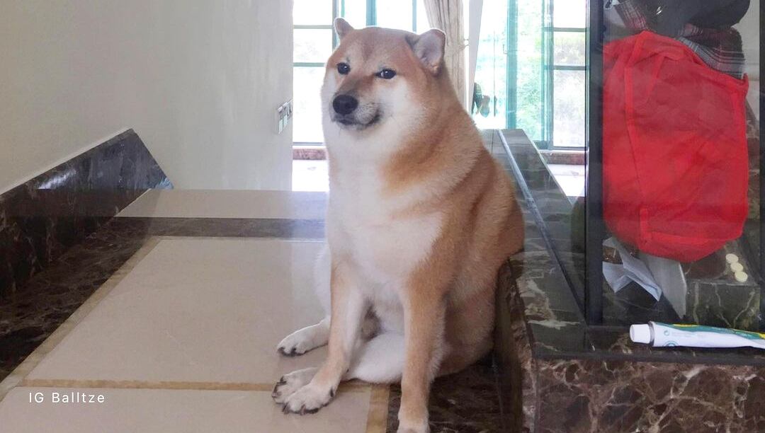 “Se durmió el viernes por la mañana durante su última cirugía”, contó la dueña de ‘Cheems’ en su cuenta de Instagram.