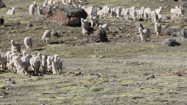 Carne de alpaca combate desnutrición y friaje