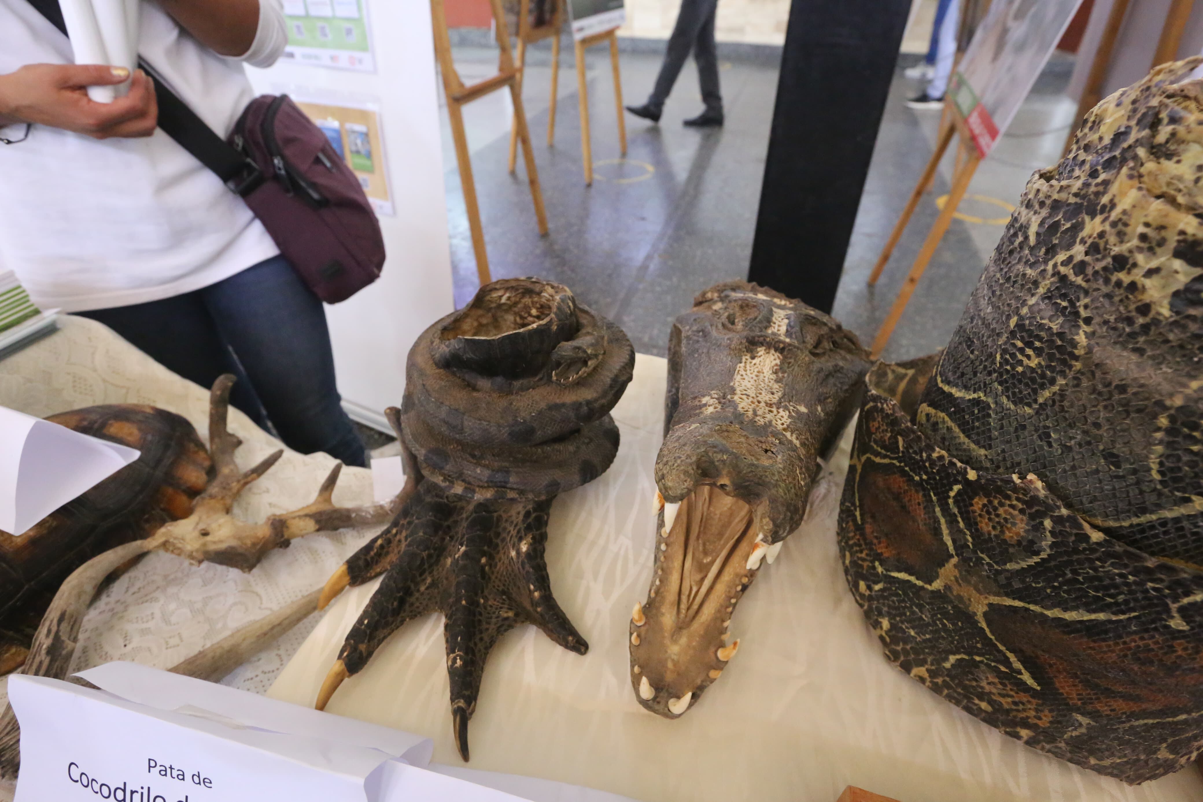 Animales disecados fueron recuperados por Serfor. (Foto: Leonardo Cuito)