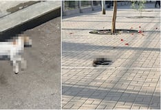 Ica: denuncian envenenamiento de gatos en alrededores del Santuario de Luren