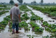 Redes alerta que producción de más de 120 mil agricultores de Junín corren riesgo por lluvias