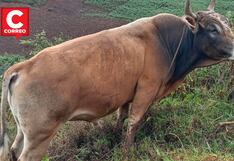 Junín: Atan a ganaderos y roban 17 vacunos valorizados en S/80 mil