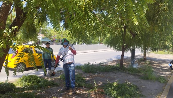 Inician la poda de árboles para evitar accidentes de tránsito en Piura