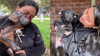 Angelito, el perrito con sarna que fue rescatado en cuarentena da una gran lección de vida