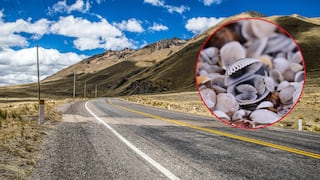 Investigadores peruanos convierten conchas de abanico en asfalto para mejorar carreteras