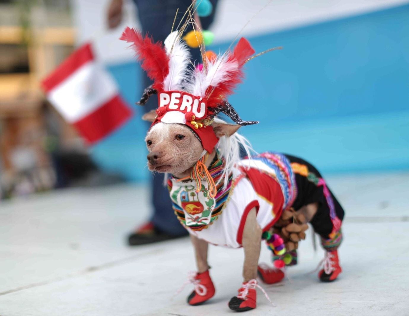Será en la concha acústica del Parque Miguel Cortés con participación de gatos y perros,.