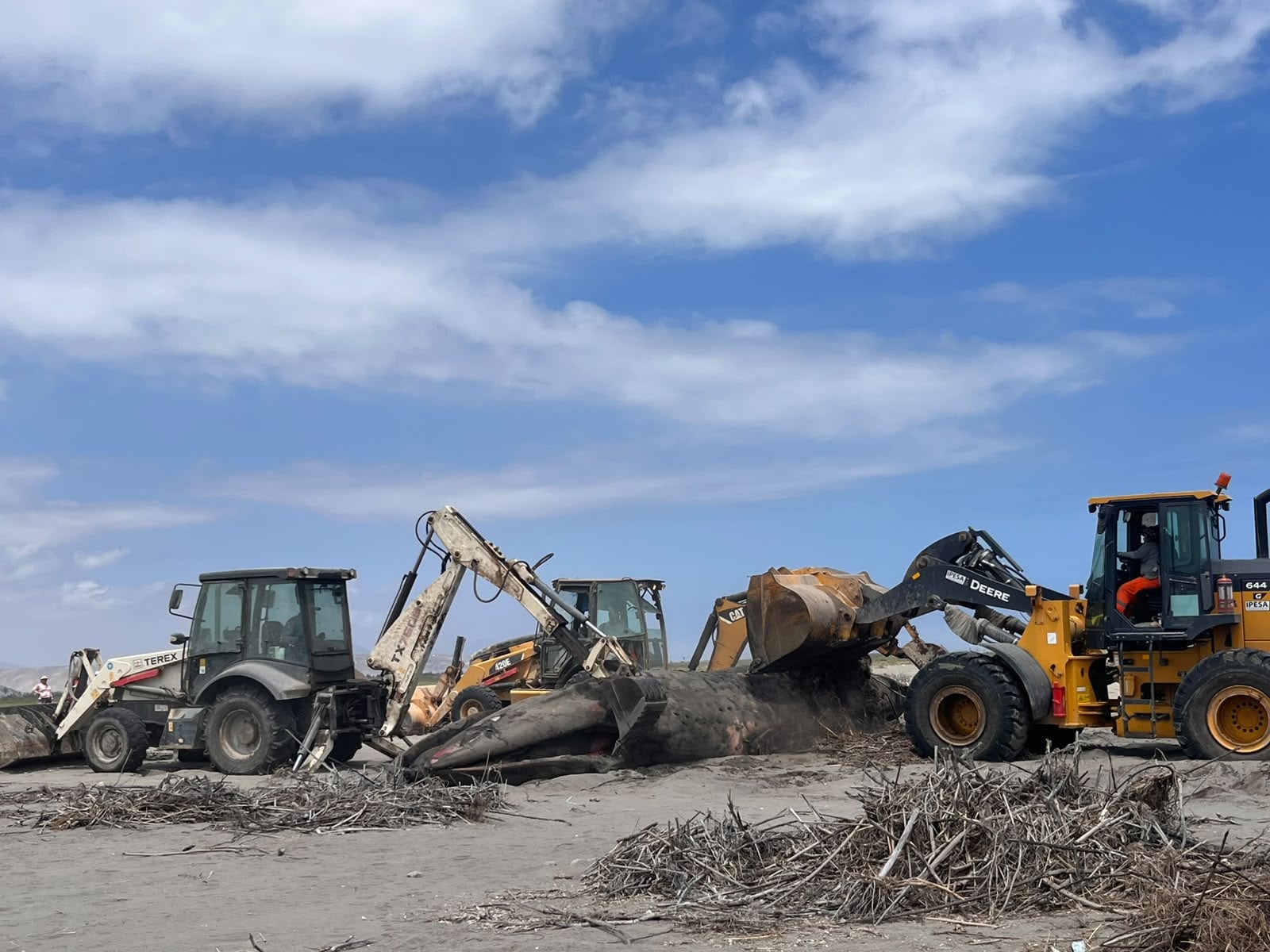 Entierran ballena que murió tras quedar varada por más de un día en una de las playas de Islay. Foto: Municipalidad de Dean Valdivia.