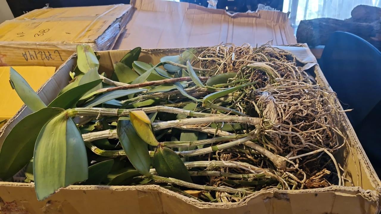 Incautan más de 270 especímenes de orquídeas de origen ilegal en el distrito de Yura, Arequipa. Foto: Serfor.