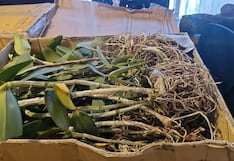 Arequipa: Incautan más de 270 orquídeas sin documentación en Yura