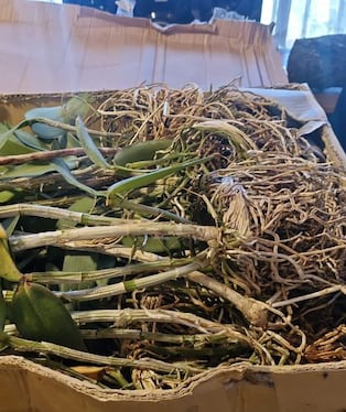 Incautan más de 270 especímenes de orquídeas de origen ilegal en el distrito de Yura, Arequipa. Foto: Serfor.
