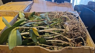 Arequipa: Incautan más de 270 orquídeas sin documentación en Yura