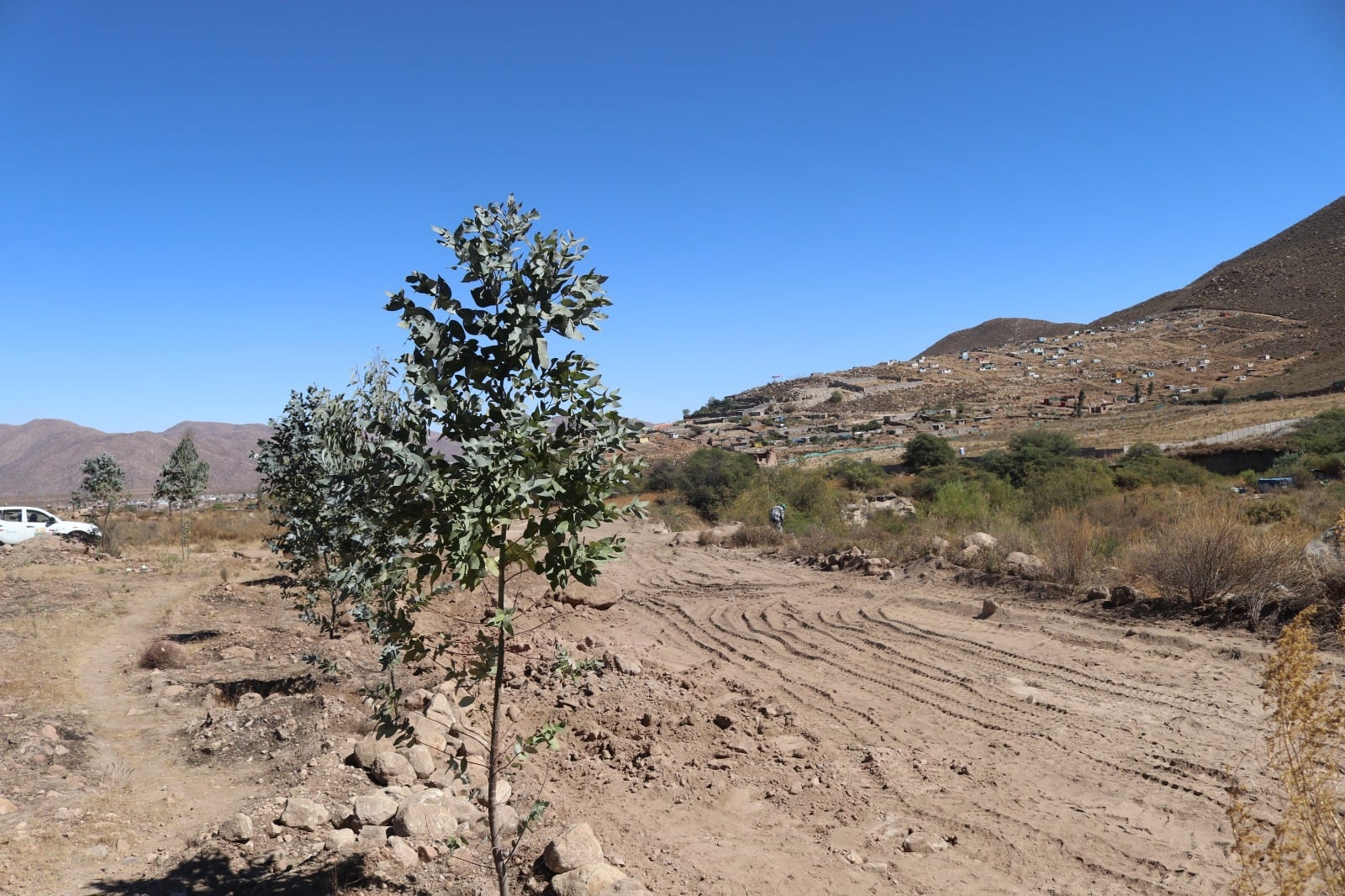 Destruyen árboles nativos de 50 años para abrir carretera en Quequeña (Foto: Serfor)