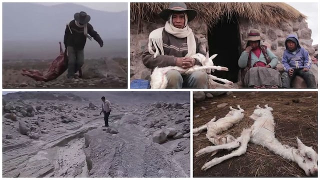 600 camélidos murieron por cenizas del Volcán Sabancaya