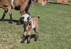 Correo te lleva de paseo: Conozca las novedades en plantas y animales en el parque El Bosque de Arequipa (FOTOS y VIDEO)