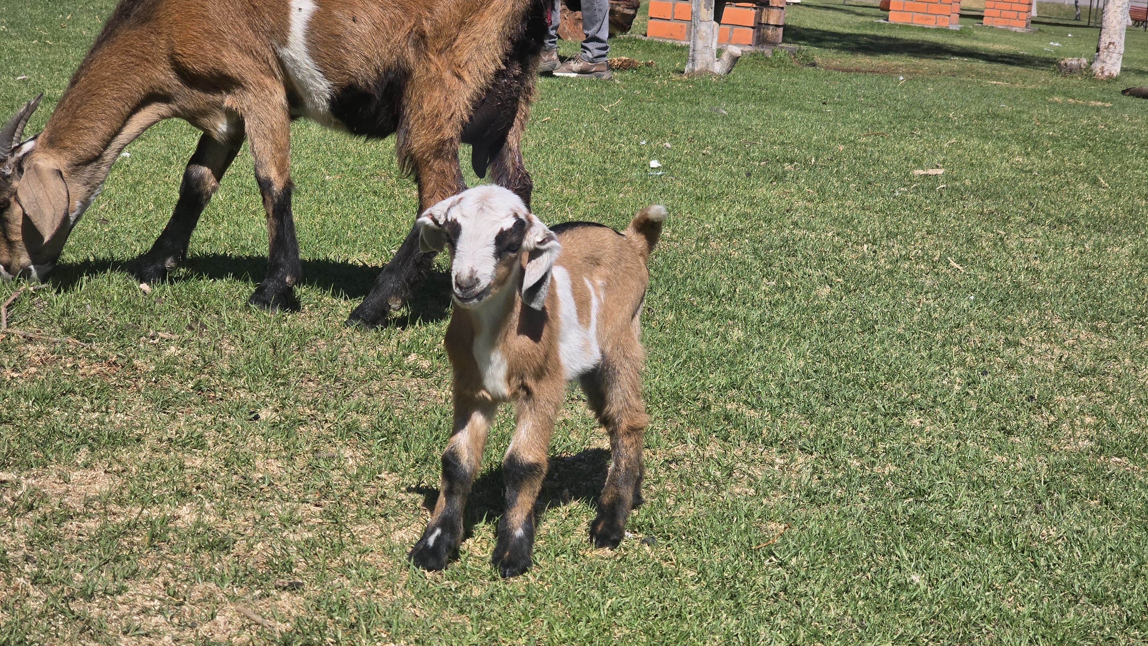 Parque ecológico El Bosque, en Socabaya. Foto: GEC.