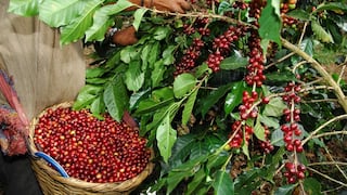 Junín: potencia exportadora frenada por carreteras inadecuadas y falta de plantas procesadoras