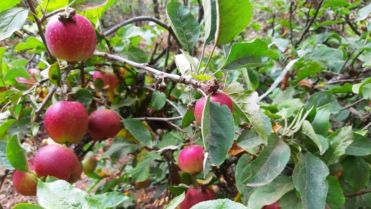 El alcalde de Sinsicap, Miguel Polo Reyes, aseguró que la seguridad ciudadana la coordinan directamente con las Rondas Campesinas de La Libertad.
