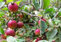 La Libertad: Sinsicap impulsa su reactivación con VI Festival de la Manzana Parraposina