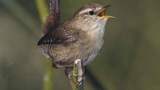 Aves son capaces de modificar canto para adaptarse al ruido urbano