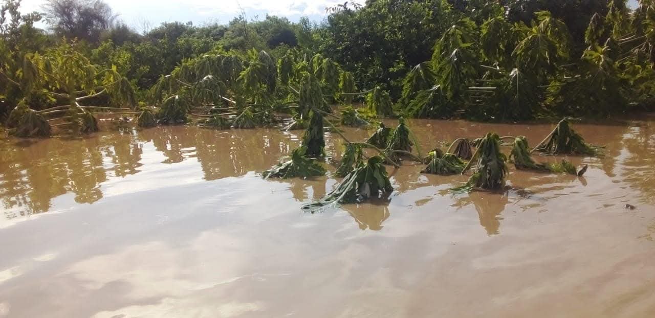 Agricultores piden ayuda ante un probable Fenómeno El Niño.