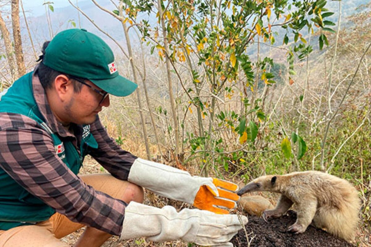 Serfor rescata a oso hormiguero que huyó de incendios forestales en Cajamarca. Foto: Andina