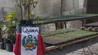 Árboles de la quina son recibidos por la UNI para promover su preservación y difundir su valor 
